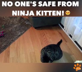 Ce Bébé chat ninja attaque sa maman