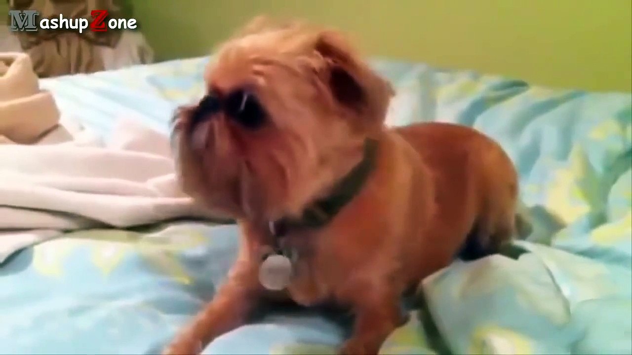 Most Funny Talking Dog Videos Compilation 2014 [NEW]