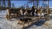 Vahşi Rusya: Sibirya Belgeseli izle | TorrentAlemi |