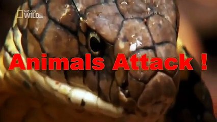 Crocodile attack Warthog ☆ Animals Attack