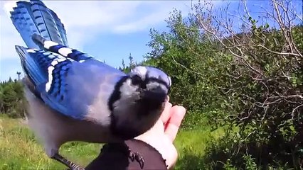 Hand Feeding A Blue Jay