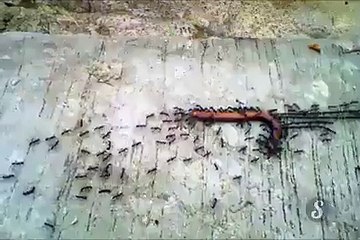 شوفو يا عباد قدرة النمل نترك لكم التعليق