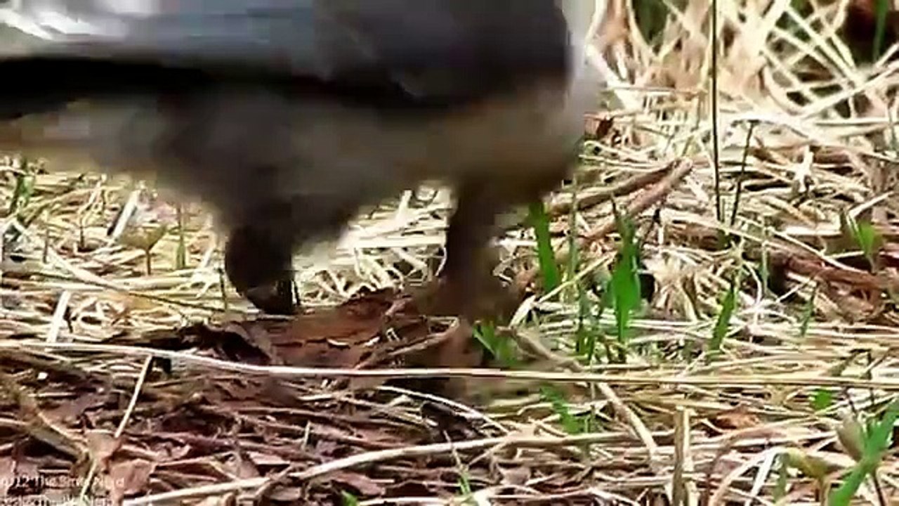 Gray Jay