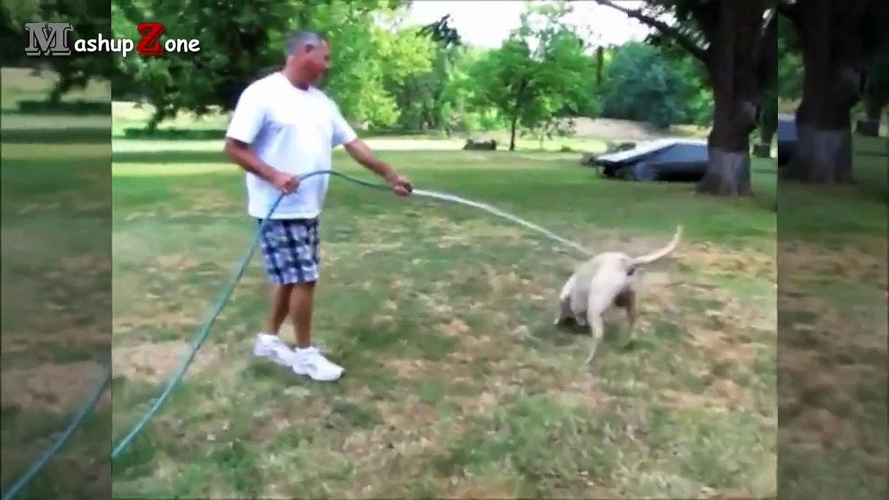 Funny Dogs - A Funny Dog Videos Compilation 2016 -- NEW HD