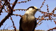 Gray Jay Imitating Crow