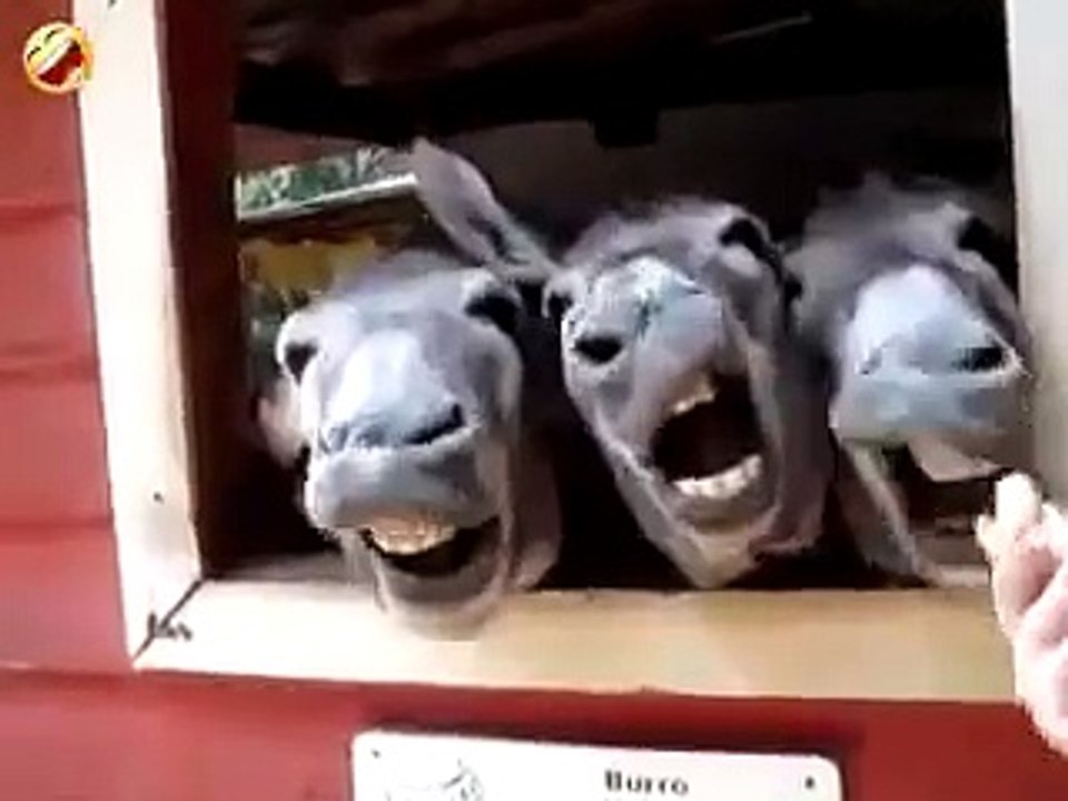 donkey funny clip