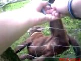 Policeman rescues dog stuck in a fence...what happens next is amazing