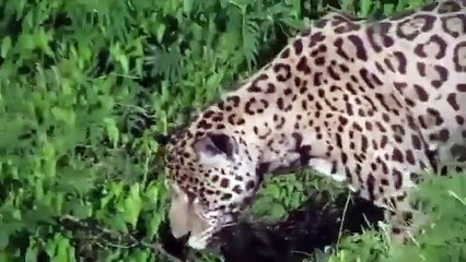 Probably the best hunter on the planet | Jaguar jumps into the water and comes out with.WHAT..............?