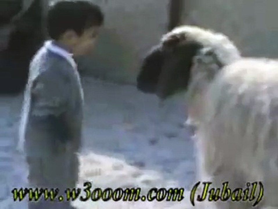 Funny Goats Screaming like Humans