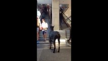 VIRAL- Loyal dog waits for master outside the mall