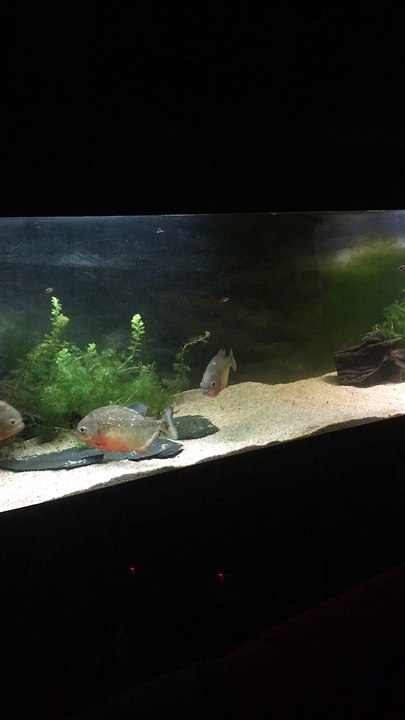 Hungry piranha pygocentrus nattereri