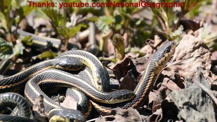 ดูหนัง 3D และ KPOP | Mega Collection of Snakes | เมื่อ งูการ์เตอร์ , อนาคอนด้า เล่นเซ็กส์หมู่มันเลยดูยั๊วะเยี๊ยะ ดูให้จบ