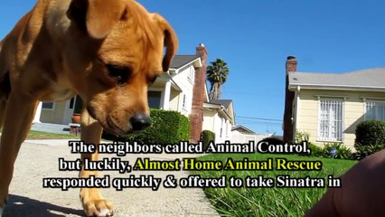 Dog rescue: Sinatra - the abandoned dog.