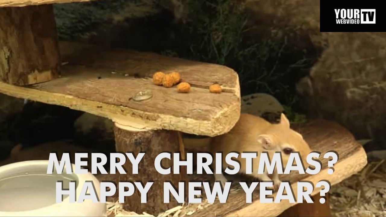 Rennmäuse. Einfach nur süss! Merry Christmas & Happy New Year