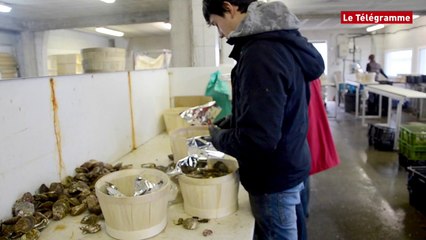 Lorient. L'huître, mollusque phare de cette fin d'année