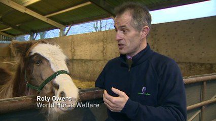 Rudolph the foal abandoned in Christmas tree field