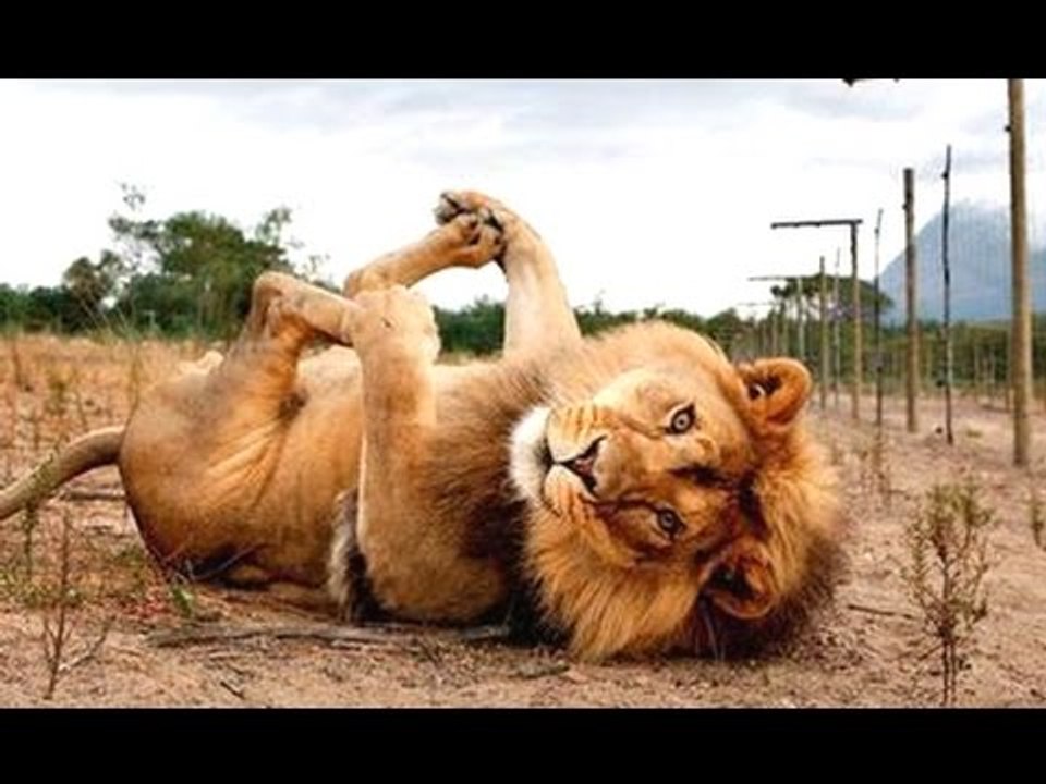 Funny Animals - A Funny Animal Videos Compilation 2016