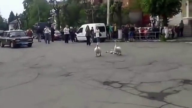 14 05 2015г г Тульчин Лебеди переводят лебедят через город