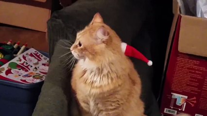 Un chat avec un bonnet de Père Noël