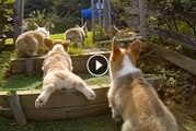 Corgi Puppies Running in Slow Motion Will Fluff Up Your Heart