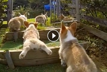 Corgi Puppies Running in Slow Motion Will Fluff Up Your Heart