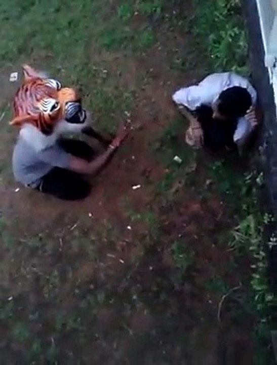 Man eaten by Tiger, Funny Video
