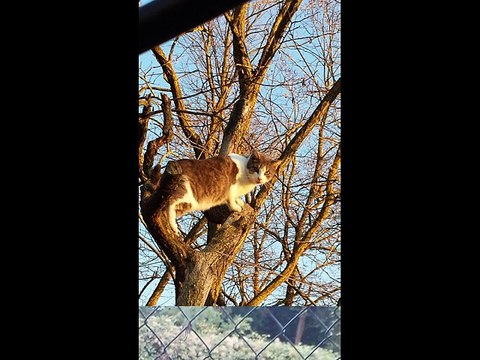 Auguri Buon Natale Aristogatti Empoli