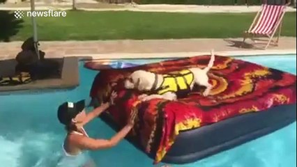 Doggy life jacket helps swimming lessons
