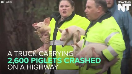 Truck Carrying 2,600 Piglets Crashed
