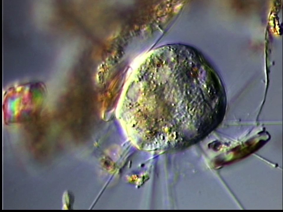 ACINETA CUSPIDATA