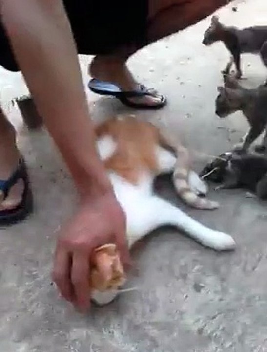 Cat afraid from mouse