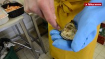 Perros-Guirec (22). Comment bien ouvrir ses huîtres ?