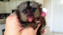 Dünyanın En Küçük ve Sevimli 6 Hayvanı