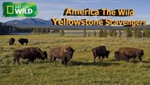 America The Wild Yellowstone Scavengers ( Nat Geo WILD )