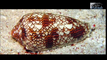 Bio mimétisme vers une nouvelle Renaissance.