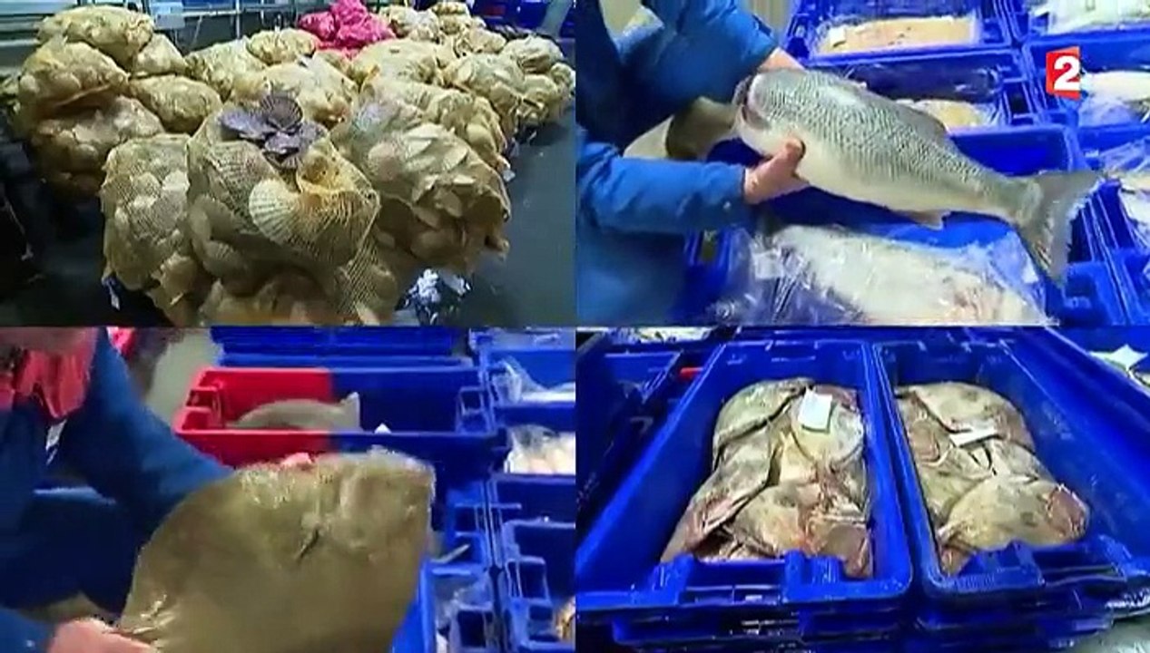 Dans la baie de Saint-Brieuc, le poisson de Noël est arrivé
