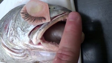 How to Revive a Fish