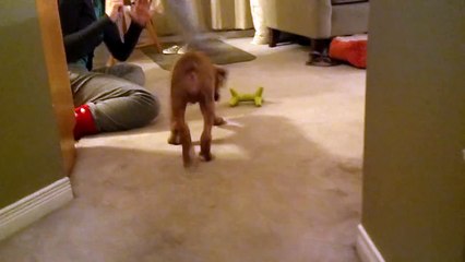 Adorable boxer puppy.