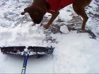 Boxer attacking my shovel! Silly doggy.