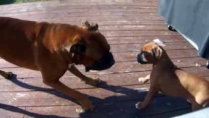 BOXER FIGHT - FATHER VS. PUPPY - WHO WILL WIN?