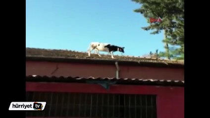 Kesime götürülen inek mezbaha çatısına çıktı