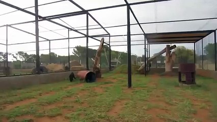Леопард узнал свою спасительницу и прыгнул к ней на руки...