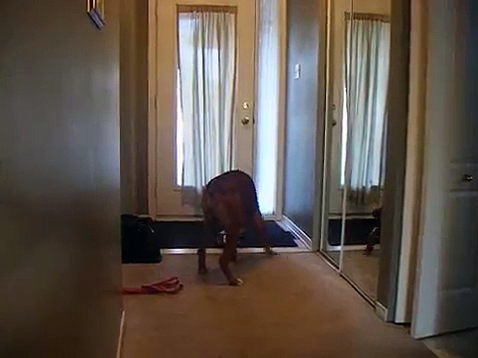 Boxer playing with his bowl