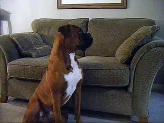 Boxer posing!