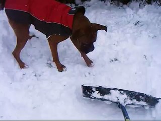 Cute dog pouncing in the snow!