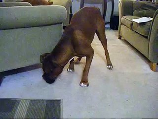 Boxers getting treats! Adorable!