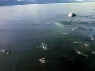 Funny / Amazing / haha great Whatsapp Videos. 11