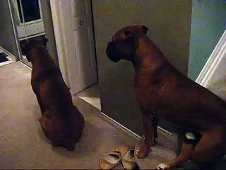 Boxers waiting for Dad to return! Cute!
