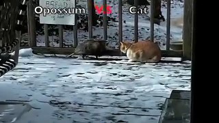 Fat Cat Slaps Opossum Evil Cats Funny Cats