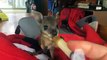 Cuteness alert! We’ve got a gorgeous video of ‪‎Kangaroo‬Island's Scotty the wallaby having lunch! Could he be any cuter?